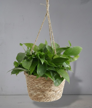 Macrame Hanging Planter