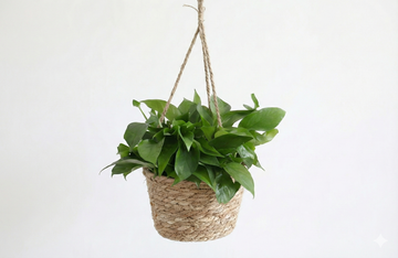 Macramé Hanging Planter